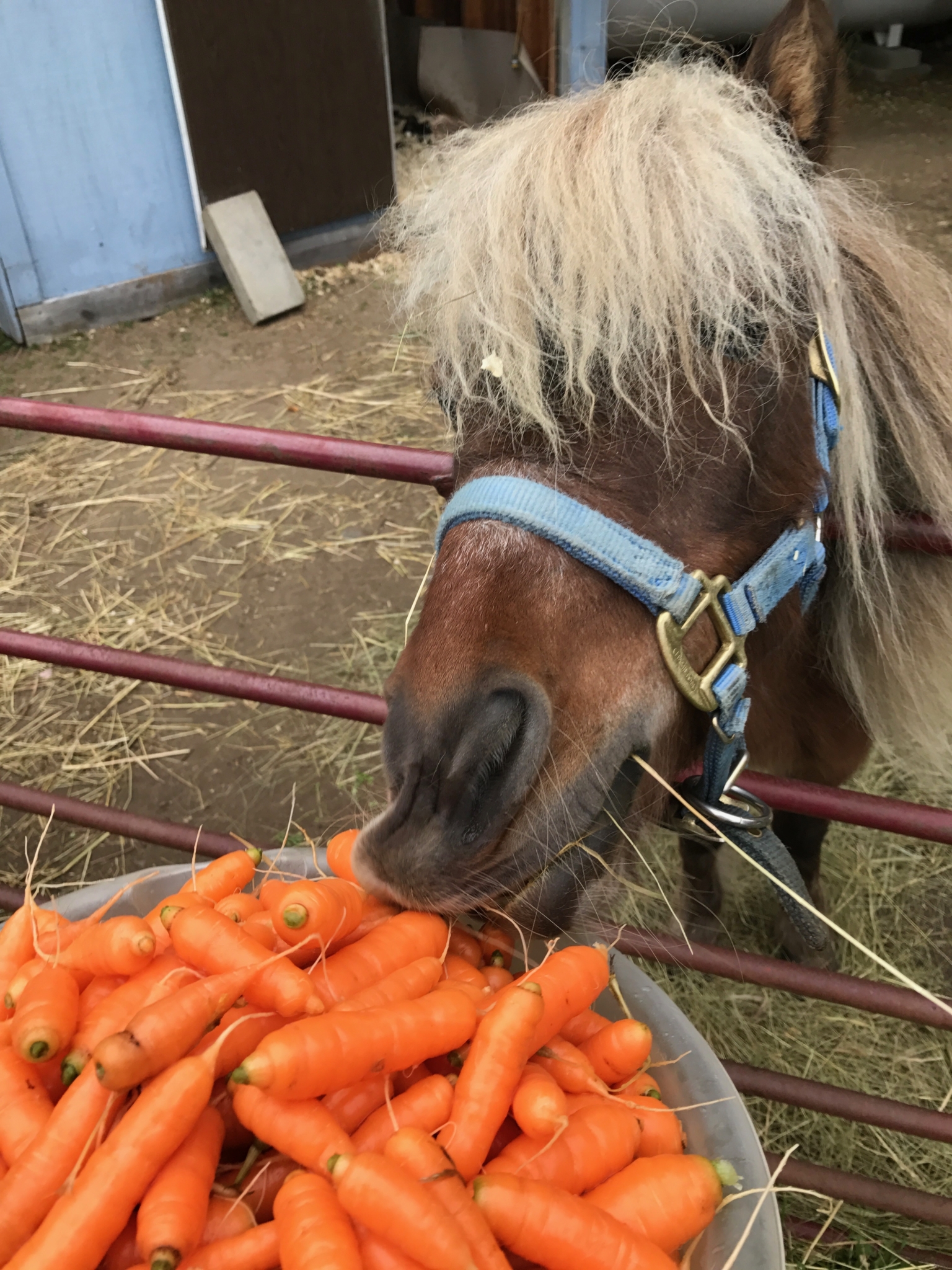 John Elliot's horse eating carrots